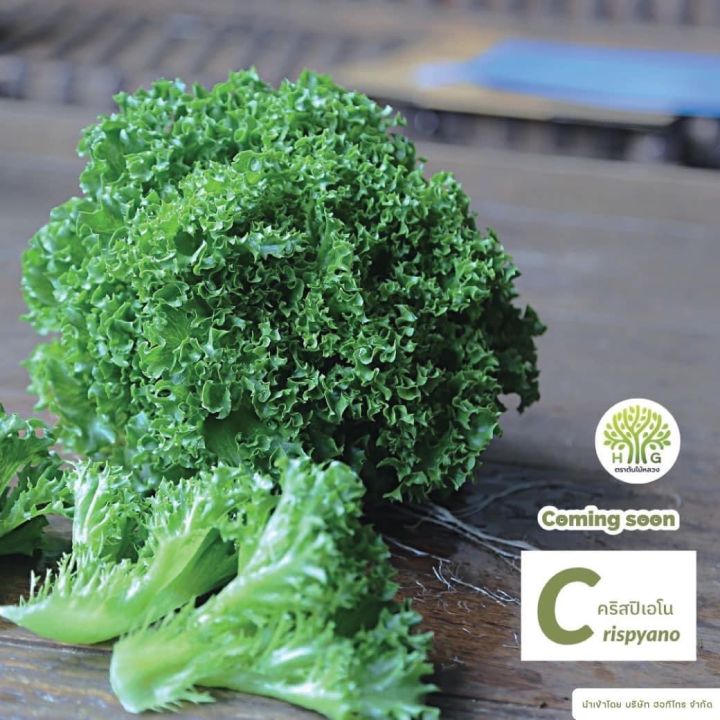 เมล็ดพันธุ์ผักสลัด ฟินเล่ย์ ไอซ์เบิร์ก งอกดี