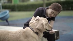 PROBALANCE 400G WET DOG FOOD