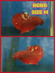 (Same as photo) RGBG Size M Betta Fish Ikan laga Show Gred