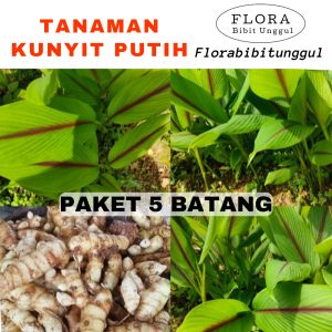 Paket Murah - 5 Pohon bibit tanaman obat herbal temu putih / kunyit putih siap tanam