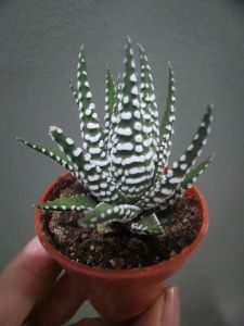 READY STOCK  😙⚠️Haworthia   Facciata Big band斑马十二卷之大乐队succulent plants 多肉植物 肉肉