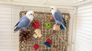 🇸🇬 Parrot Activity Wall Toy with Colorful Chewing Toys on Handmade Natural Grass Woven Mat