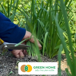 Hạt Giống Hẹ Cao Sản Greenhome Gói 1gr~300 hạt Dễ Trồng Quanh Năm Nảy Mầm Cao Thu Hoạch Nhanh Năng Suất Cao G04