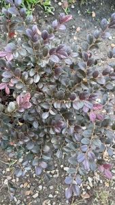 product: ต้นหงส์ฟู่ (มั่งมีศรีสูข) ไม้มงคล 3 มั่ง ไม้ประดับ ทนแดด (เป็นกระทู้ 10 บรรทัด)