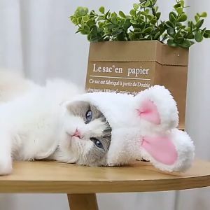 Rabbit Cat Hat Cute Cat Costume Soft Cotton Rabbit Ears Pet Hat Cat Clothes Pet Furry Photo Prop Headwear