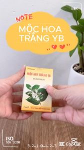 Viên Uống MỘC HOA TRẮNG YB Hỗ Trợ Rối Loạn Tiêu Hóa Viêm Đại Tràng - Lọ 60 viên