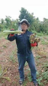 หน่อสับปะรด หน่อสับปะรดภูแล ขายยกมัด 10 หน่อ แถม 2 หน่อ