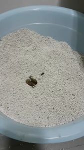 (Bao lớn) VCAT CÁT VỆ SINH CHO MÈO Cát Than hoạt tính khử mùi