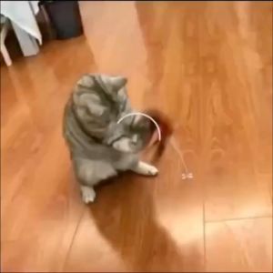 mainan tongkat kucing dengan pegas dan penghisapberbulu cerah dengan lonceng