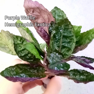 【LIVE】Purple Waffle Plant Hemigraphis Exotica Hydroponic Aquascape Paludarium Aquarium Plant low-tech easy root
