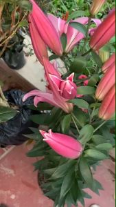 Combo 6 Củ giống hoa ly cao hoa thơm hoa màu hồng-40 ngày ra hoa