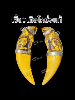รูปจากผู้ขายบน Lazada: เขี้ยวเสื้oแท้ หลวงพ่อปาน วัดคลองด่าน มีจำนวนจำกัด ราคาต่อชิ้น ของดีหายากมาก ตั้งราคา ฿459 ขายแล้ว 11 ชิ้น