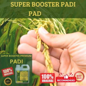 Pupuk Padi 1 LT Supaya Cepat Berbuah Pupuk Padi Supaya Subur Berbuah Pupuk Padi agar Cepat Besar
