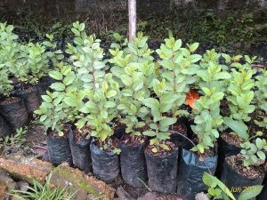 BIBIT BIDARA ARAB BERKUALITAS UNGGUL