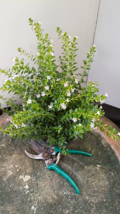 ต้นหลิวไต้หวัน สีขาว หลิวไต้หวันขาว กระถาง 5.5นิ้ว