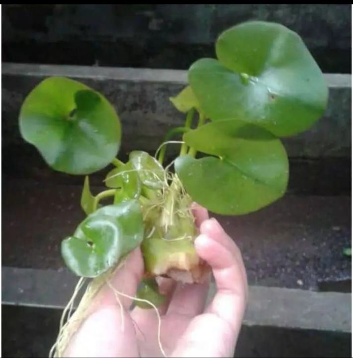 WATER LILY MINI~TANAMAN AQUASCAPE~TANAMAN AIR~HIASAN KOLAM DAN AQUARIUM