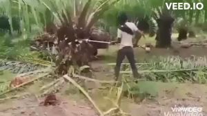 เสียมแทงปาล์ม เคียวปาล์มและใบเลื่อย หัวเกียร์แทงทะลายปาล์มน้ำมันพร้อมเครื่องยนต์ ชุดอุปกรณ์ความยาวรวมคน 4.80 ม. สินค้ามีอนุสิทธิบัตร