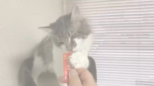 Ciao Churu Cat Treats (14g x 20 pcs per pack)