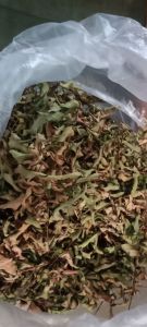 teh daun pucuk merah  untuk mengontrol /mengobati gula darah