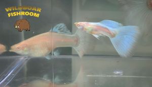 Albino Japan blue Guppy PAIR | Live animal