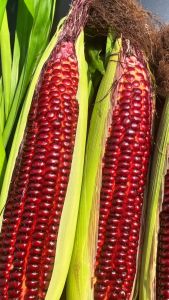 Hạt giống bắp nữ hoàng đỏ NOVA 500 hạt