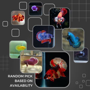 Halfmoon Crowntail Delta Double tail Betta Fish / Ikan Laga HM Halfmoon Assorted / Random Pick/ Ask if Need Special Pick