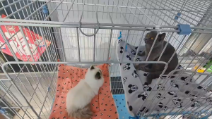Thảm lót chuồng cho Chó Mèo có dây buộc 4 góc chống trượt (mẫu mới) - Hara Pet Store