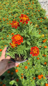 ดาวเรืองฝรั่งเศส ดอกน่ารักสีส้มขอบสีเหลือง เลี้ยงดูง่าย French Marigold