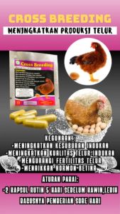 CROSS BREEDING 1 RENTENG - meningkatkan produksi telur