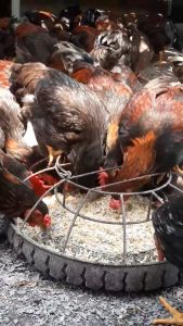 Gà ta thả vườn nguyên con 19kg thịt ngọt dai đãi khách - giao trong ngày khu vực HCM - hỗ trợ ship