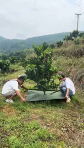 ผ้ากําจัดวัชพืชเจาะรู คลาสAAA พลาสติกคลุมวัชพืช ผ้าคลุมดิน ผ้าคลุมหญ้ผ้าคลุ ป้องกันรังสีUV หมหดปัญาหญ้าขึ้นกวน 0.8/1/1.2/1.5