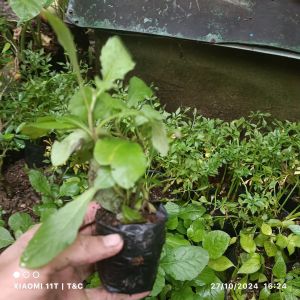 cây giống Cải trời hay còn gọi là Cải ma Kim đầu tuyến Cỏ hôi