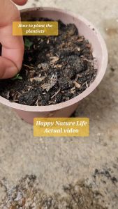 50 PCS TINY PLANTLETS - Mother of Thousands