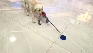 Pet Chew Toys Silicon Suction Cup Tug Pet Molar Bite Ball Indoor Multifunction Leakage Fooder Cleaning Dog Toothbrush Bite