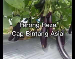Benih Terong REZA 10 Gram Cap Bintang Asia PT Benih Citra Asia Rasa Buah Renyah Cocok Di Dataran Rendah Sampai Menengah