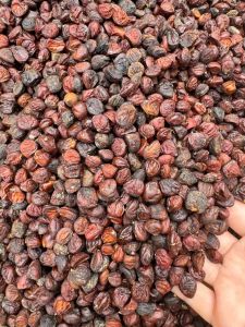 Hạt dỏi rừng nhà trồng ở tây nguyên