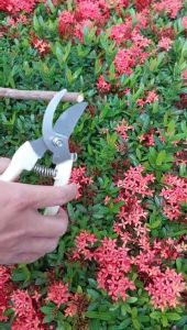 Kéo Cắt Cành Tỉa Cành AOHO Chất Liệu Thép Không Rỉ Sắc Bén (mã 00)