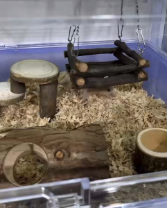 【SG SELLER】Hamster Wooden Ladder Wooden Bridge Branch Toy Hamster Teeth Grinding Platform Landscape Hamster Supplies