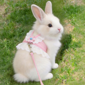 Petone dOrage | Escape Proof Chew Resistant Rabbit Leash