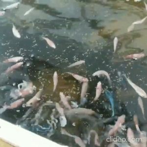 Pelet Mem 500-800 Repack 10 gram Pellet Pakan Makanan Ikan 10gr 10gram
