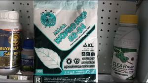 MKP 52-34 gói 1kg sản phẩm của ICL - ISRAEL CTY Trung Hiệp Lợi Phân phối chuyên Chặn Đọt - Làm Già Lá - Phân hóa mần hoa