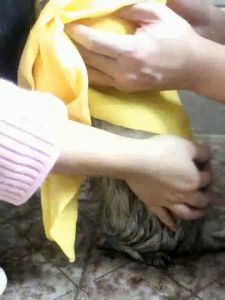 Khăn tắm cho Chó Mèo đa năng siêu thấm hút - Love Pets Shop