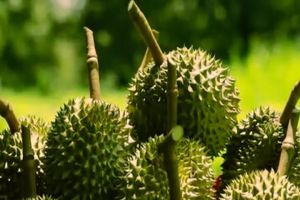 D24+Fresh Durian Pulp 400gram