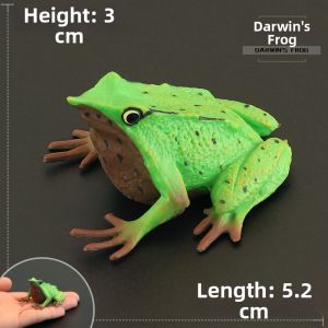 MENGSILE | Realistic Children Educational Animal Model Frogs