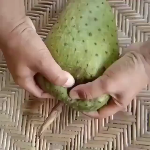 Bibit Sirsak Madu Jumbo - Bibit Sirsak Madu -Bibit Sirsak - Bibit Buah Sirsak Madu Okulasi Super