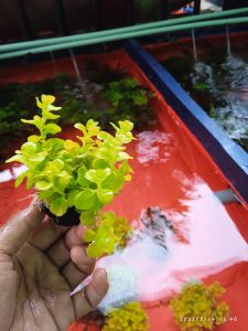 tanaman aquascape  lysmacia media wabikusa