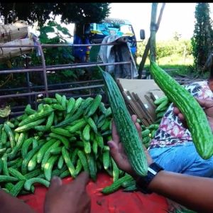 EZ EAST WEST AMPALAYA HYBRID F1 ORIGINAL SEALED MESTISA F1 HYBRID 10 SEEDS PLANTING VEGETABLE SEEDS BITTER GOURD