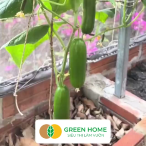 Hạt Giống Dưa Leo Baby Greenhome Gói 5 Hạt Trái Suôn Dạng Chùm Giòn Ngọt Dễ Trồng Quanh Năm Năng Suất Cao T01