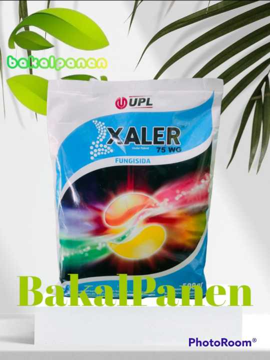 Ereksiya paytida jinsiy olatni pastga qaratadi