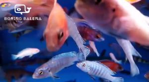 BRBN African Cichlids (S) - Mixed African Cichlids Assortment - Cichlidae - Ikan Cichlid - Aquarium Freshwater Fish / Ikan Air Tawar